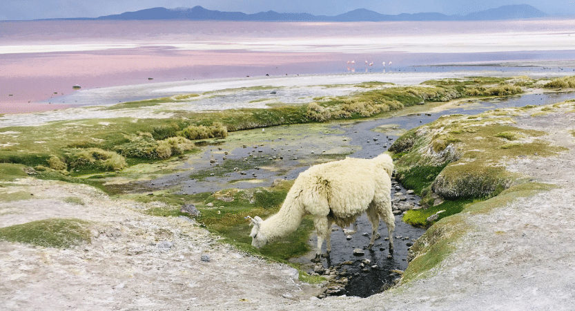 Salar de Uyuni – Flashpackblog